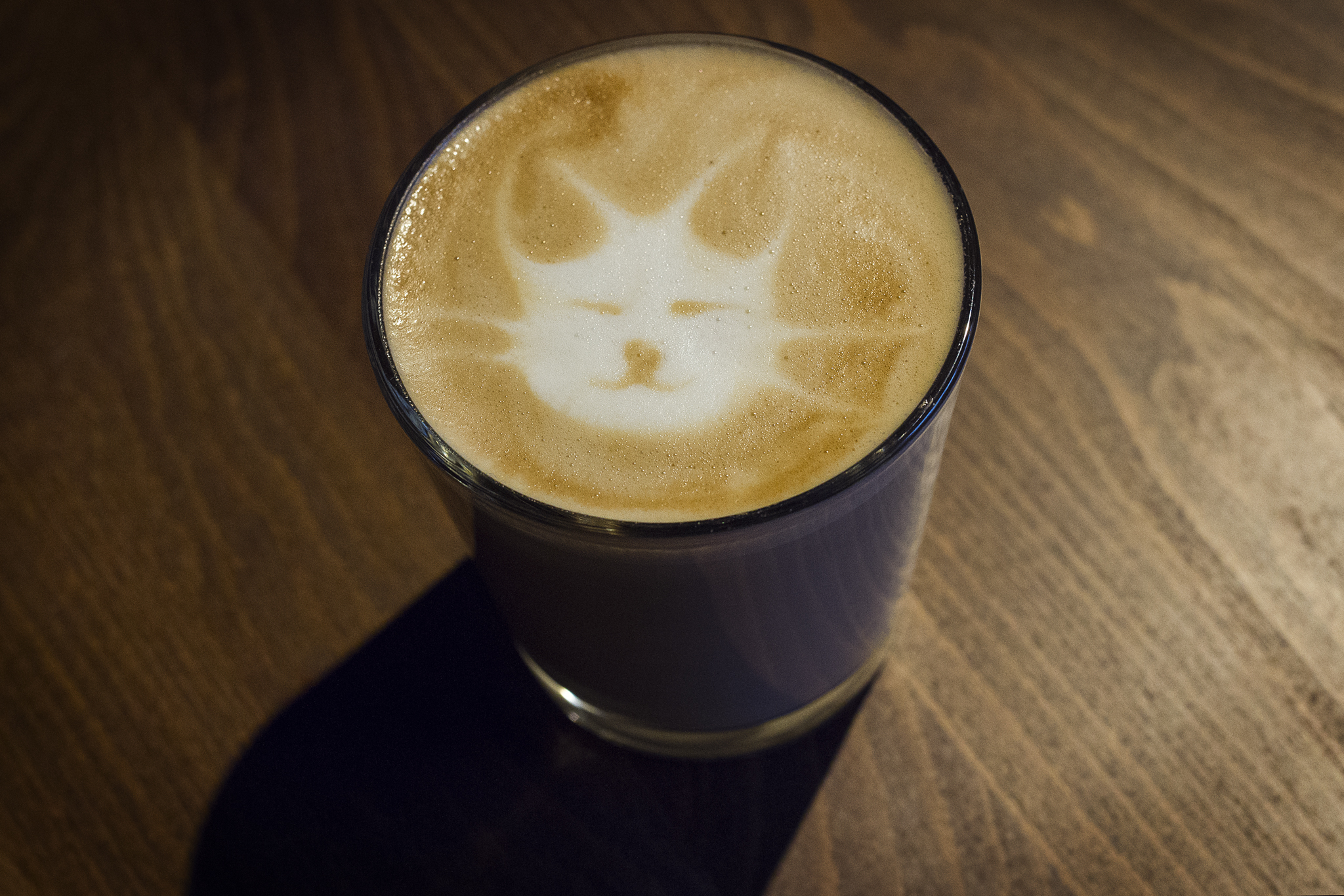java whiskers latte cat café stockholm sweden