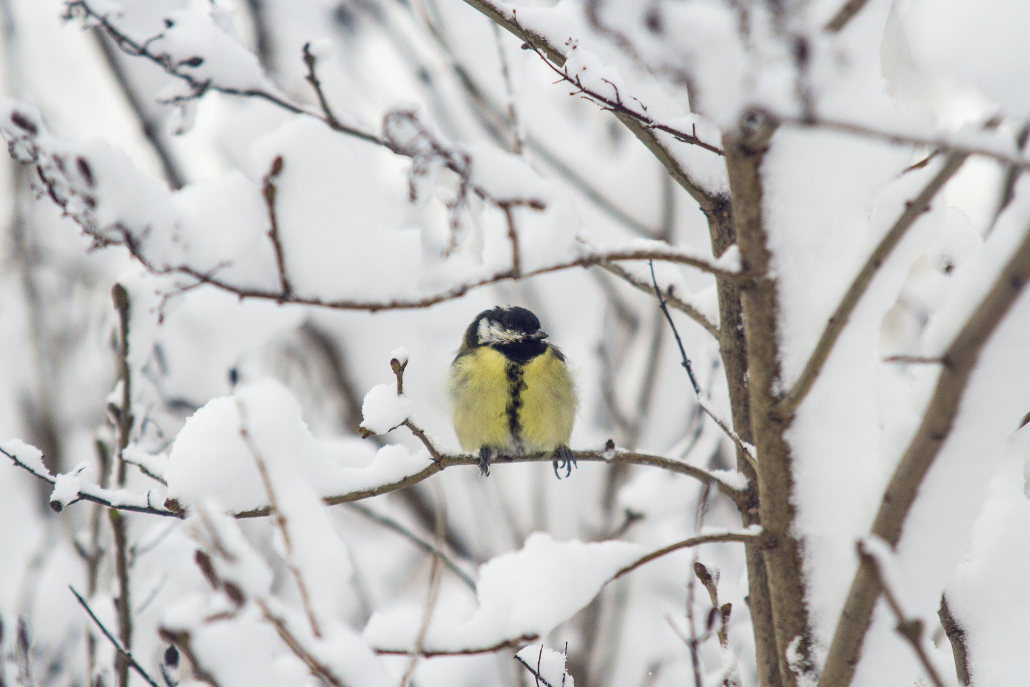 Amazing Places to Take Snowy Shots of Stockholm snow bird