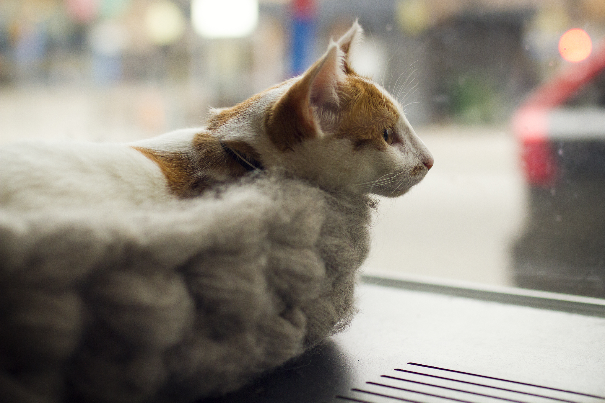 Java Whiskers – Sweden’s First Cat Café – Your Living City