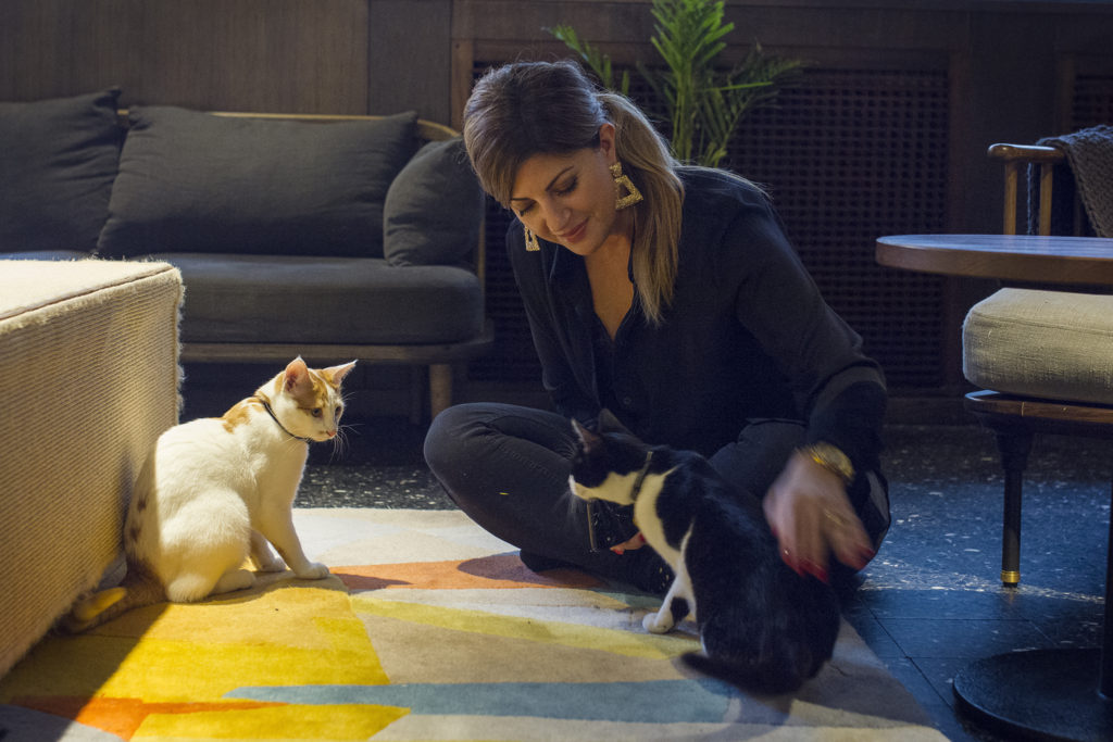 Java Whiskers – Sweden’s First Cat Café – Your Living City