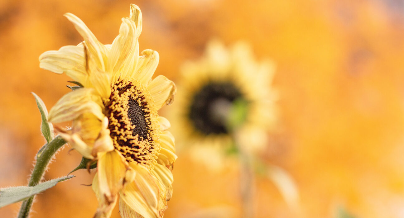 Autumn Photo by Karen Lundquist