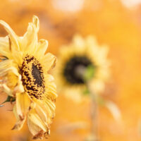Autumn Photo by Karen Lundquist