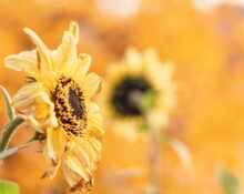 Autumn Photo by Karen Lundquist