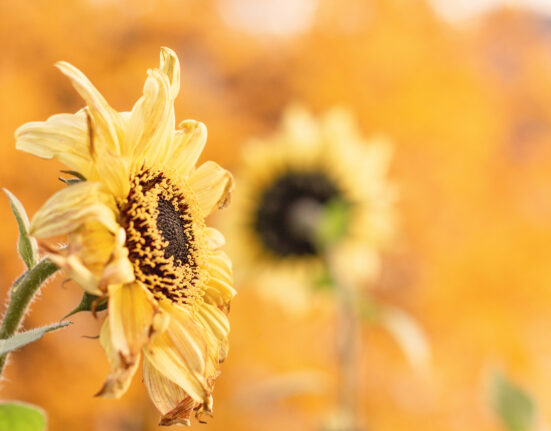 Autumn Photo by Karen Lundquist
